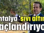 Antalya 'sıvı altın'ı taçlandırıyor