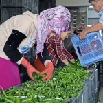 Antalya Ticaret Borsası Ekim ayı hal endeksi açıklandı