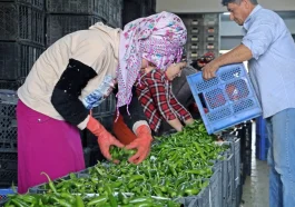 Antalya Ticaret Borsası Ekim ayı hal endeksi açıklandı