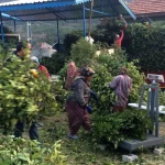 Antalya'da 150 ton defne yaprağı hasadı yapıldı