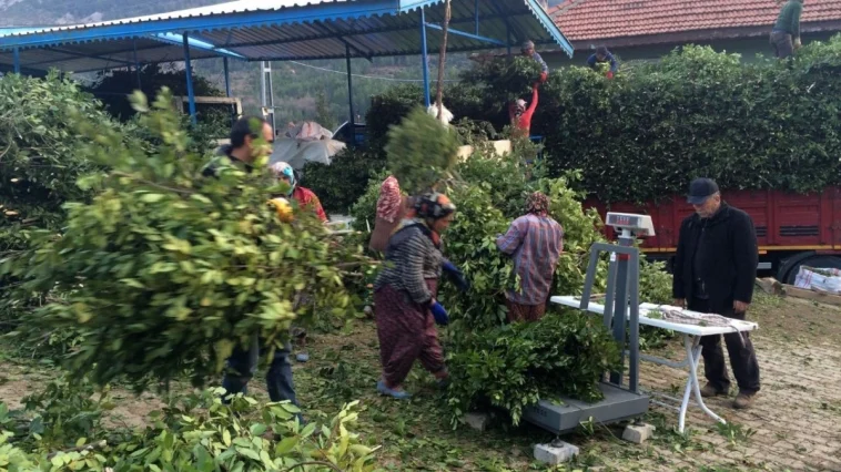 Antalya'da 150 ton defne yaprağı hasadı yapıldı