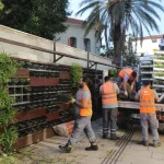 Antalya’da 4 milyon çiçek toprakla buluşuyor