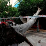 Antalya’da ağaç park halindeki araçların üzerine devrildi