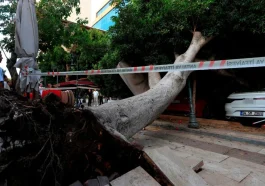Antalya’da ağaç park halindeki araçların üzerine devrildi