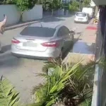 Antalya’da köpeği vuran emekli polise hapis istemi