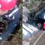 Antalya'da foseptik çukuruna düşen köpeği itfaiye kurtardı