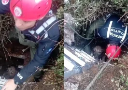 Antalya'da foseptik çukuruna düşen köpeği itfaiye kurtardı