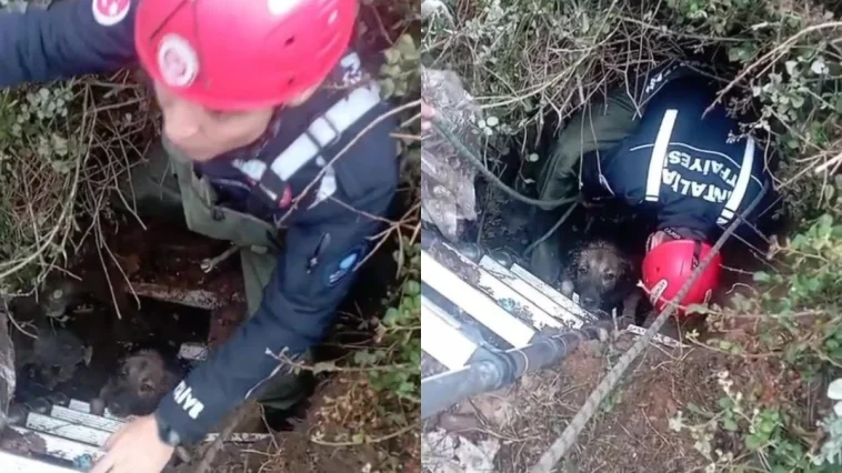 Antalya'da foseptik çukuruna düşen köpeği itfaiye kurtardı