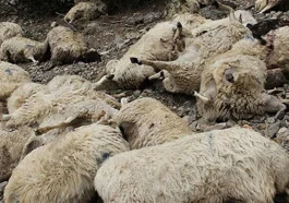 Antalya'da köpeklerin saldırısına uğrayan 15 koyun telef oldu