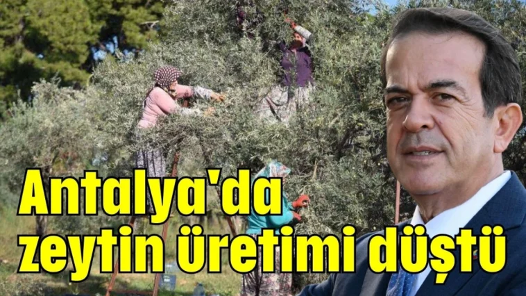 Antalya'da zeytin üretimi düştü