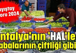 Antalya'nın 'HAL'leri babalarının çiftliği gibi...