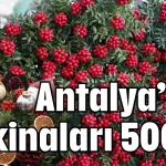 Antalya’nın kokinaları 500 TL