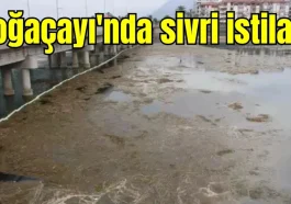 Boğaçayı'nda sivri istilası
