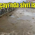 Boğaçayı'nda sivri istilası