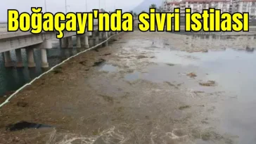 Boğaçayı'nda sivri istilası