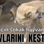 Büyü için sokak hayvanlarının uzuvlarını kestiler