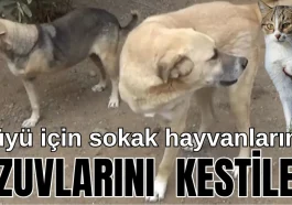 Büyü için sokak hayvanlarının uzuvlarını kestiler