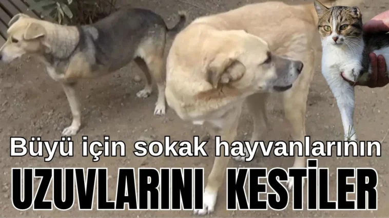 Büyü için sokak hayvanlarının uzuvlarını kestiler