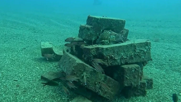 Deniz dibinde balıklar için sığınak