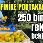 Finike Portakalı'nda 250 bin ton rekolte beklentisi