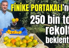 Finike Portakalı'nda 250 bin ton rekolte beklentisi