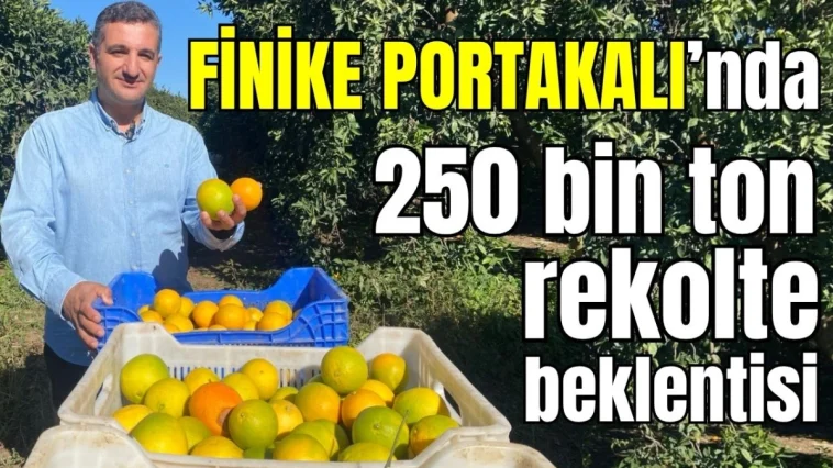 Finike Portakalı'nda 250 bin ton rekolte beklentisi