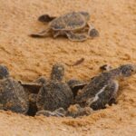 TITANIC HOTELS, LÜKS TURİZMDE YEŞİL DEVRİME 'WE VALUE' İLE ÖNCÜLÜK EDİYOR