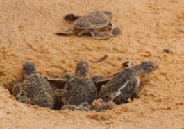 TITANIC HOTELS, LÜKS TURİZMDE YEŞİL DEVRİME 'WE VALUE' İLE ÖNCÜLÜK EDİYOR