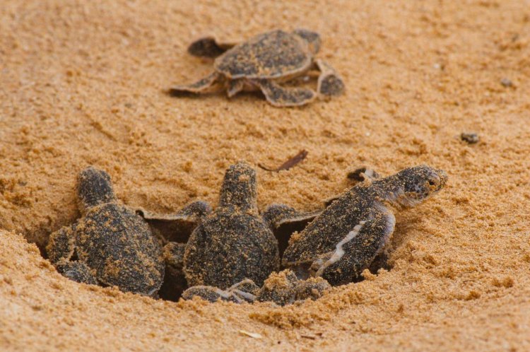 TITANIC HOTELS, LÜKS TURİZMDE YEŞİL DEVRİME 'WE VALUE' İLE ÖNCÜLÜK EDİYOR