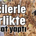 İşçilerle birlikte hasat yaptı
