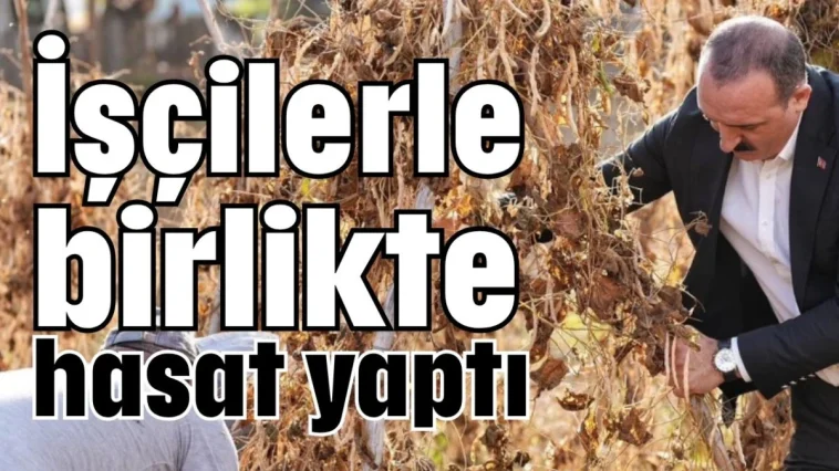 İşçilerle birlikte hasat yaptı