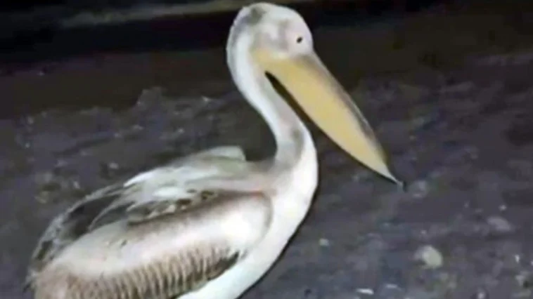 Konyaaltı'nda 'ak pelikan' sürprizi
