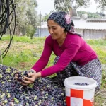Manavgat Zeytin ve Zeytinyağı Festivali'nin ikincisi 8 Kasım’da başlıyor