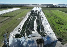 Manavgat'ta hortumun yaraları sarılıyor