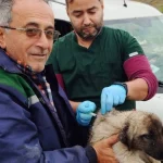 Serik'te kedi ve köpeklere çip uygulaması
