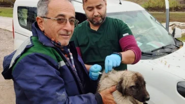 Serik'te kedi ve köpeklere çip uygulaması