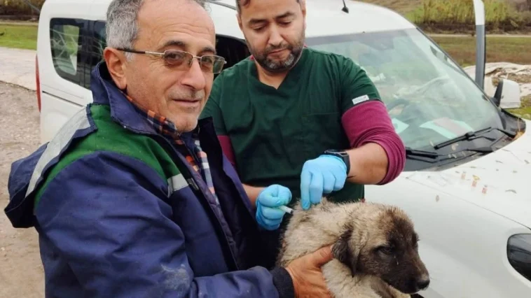 Serik'te kedi ve köpeklere çip uygulaması