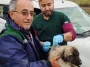 Serik'te kedi ve köpeklere çip uygulaması