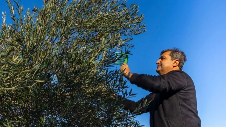 Serik'te zeytin hasadı başladı