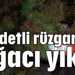 Şiddetli rüzgar ağacı yıktı