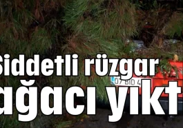 Şiddetli rüzgar ağacı yıktı