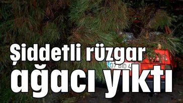 Şiddetli rüzgar ağacı yıktı