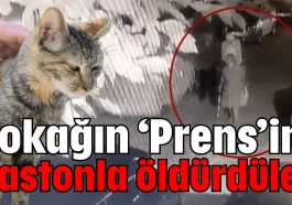 Antalya'da sokağın ‘Prens’ini bastonla öldürdüler