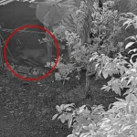 Sokak köpekleri 30 cins tavuğu telef etti