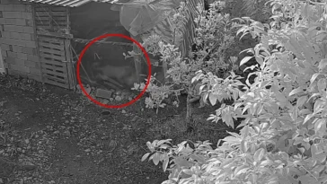 Sokak köpekleri 30 cins tavuğu telef etti