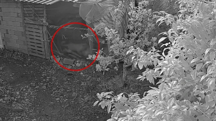 Sokak köpekleri 30 cins tavuğu telef etti