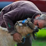 Uçuruma sığınan keçi 4 gün sonra sahibine kavuştu