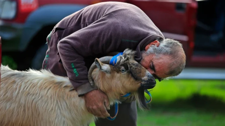 Uçuruma sığınan keçi 4 gün sonra sahibine kavuştu