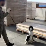 Uyuşturucu kaçakçılarına gümrük duvarı