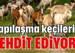 Yapılaşma keçileri tehdit ediyor!